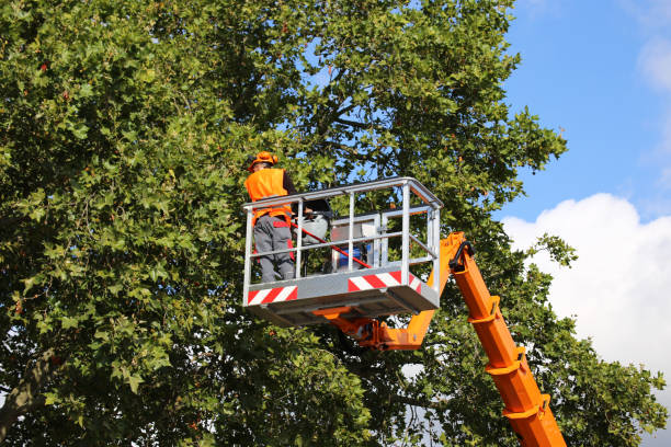 Best Emergency Tree Service  in Fairland, OK